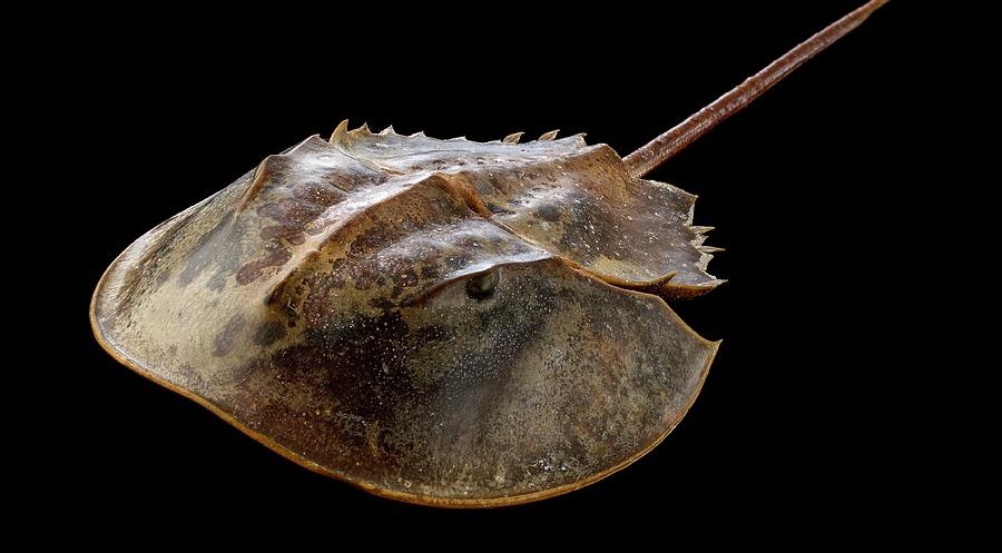 Aruna's familiar, a horseshoe crab