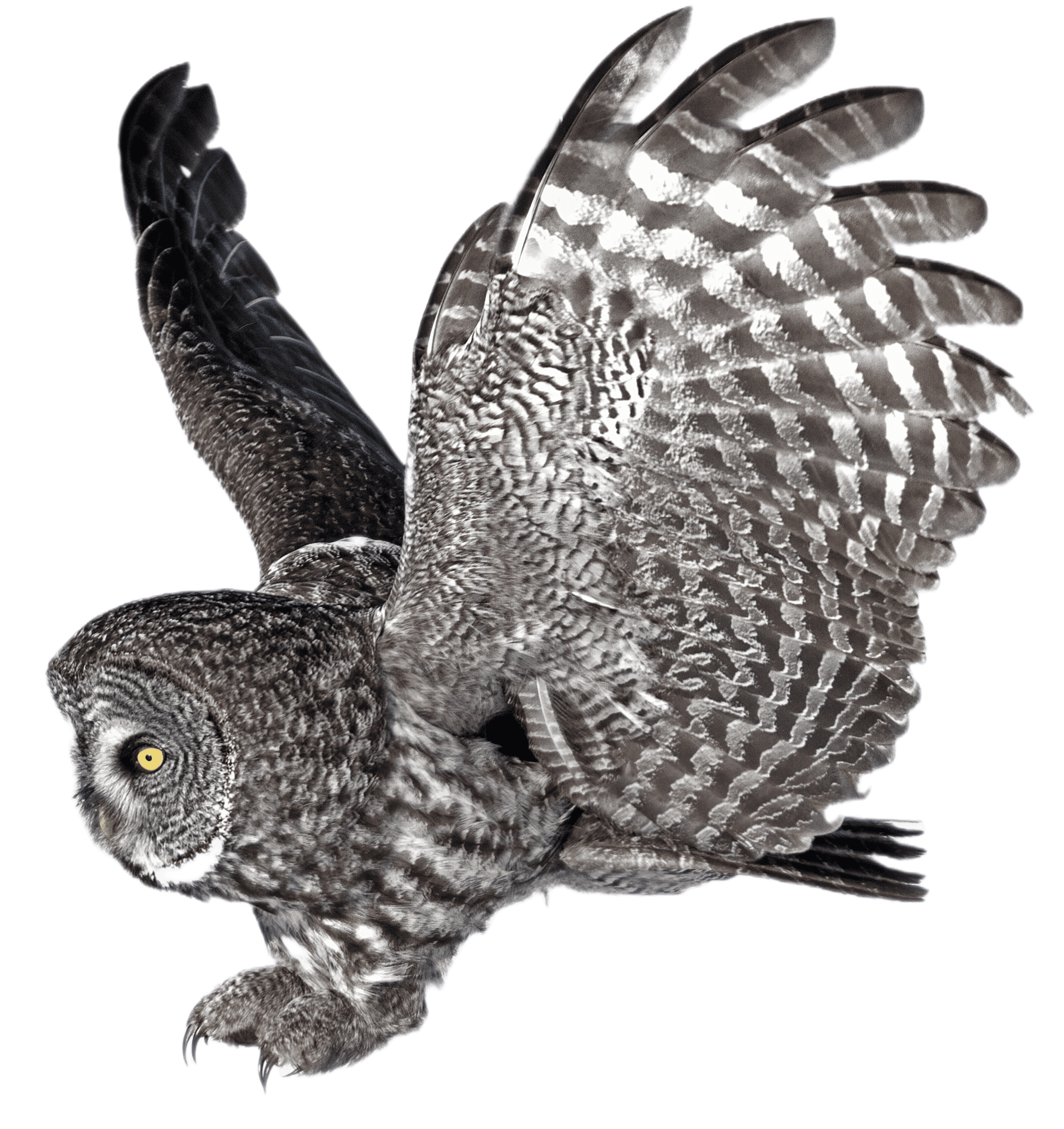 a great gray owl in flight