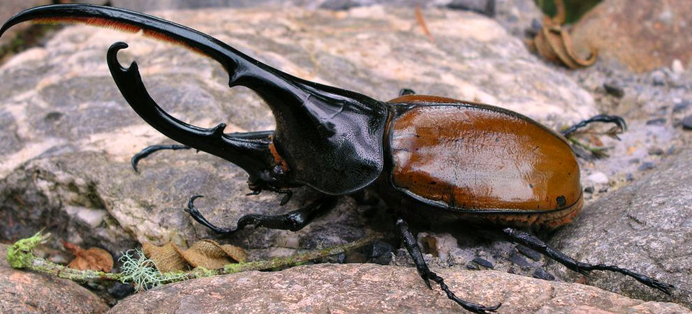 A Hercules beetle